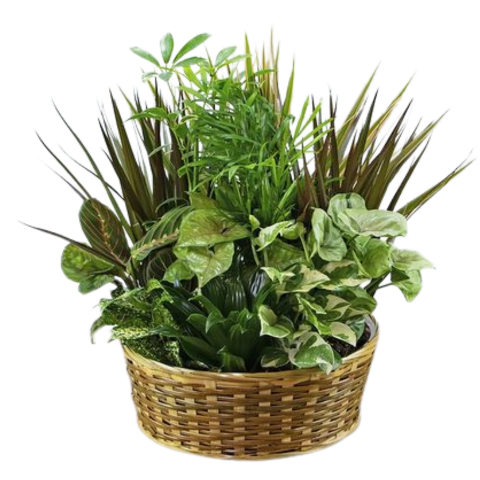 Assorted Green Plant Basket