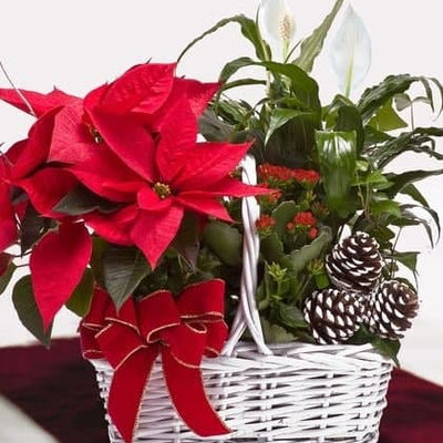 Christmas Plant Basket