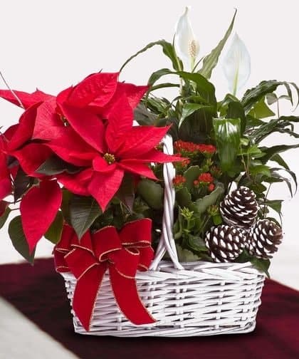 Christmas Plant Basket