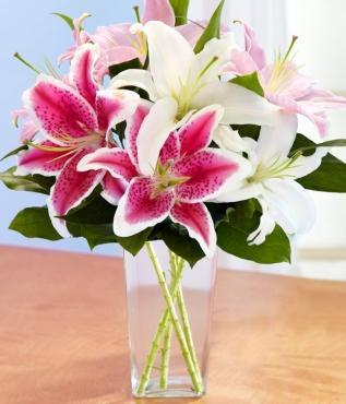 Oriental Lilies